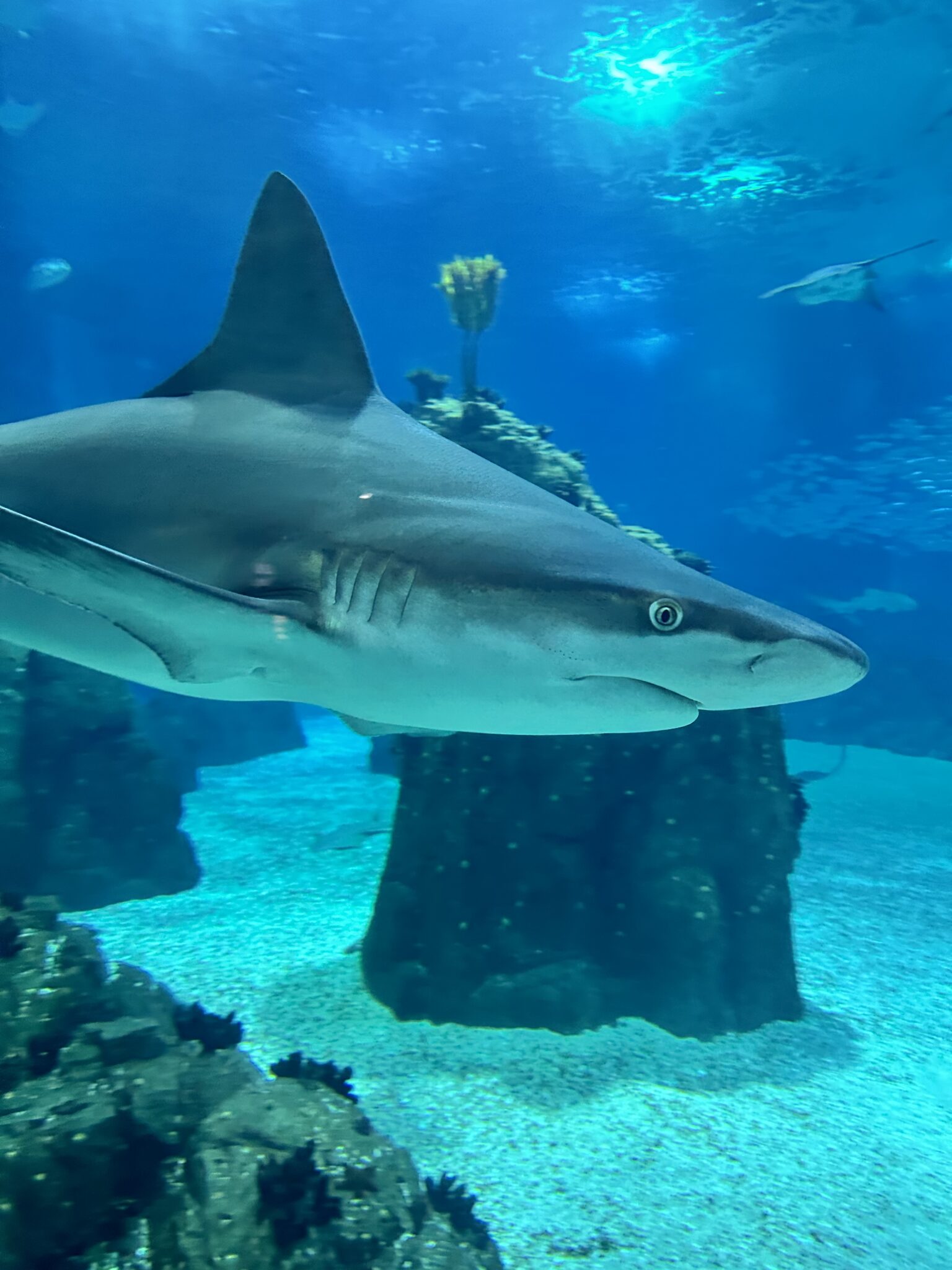 Oceanario Lisbon