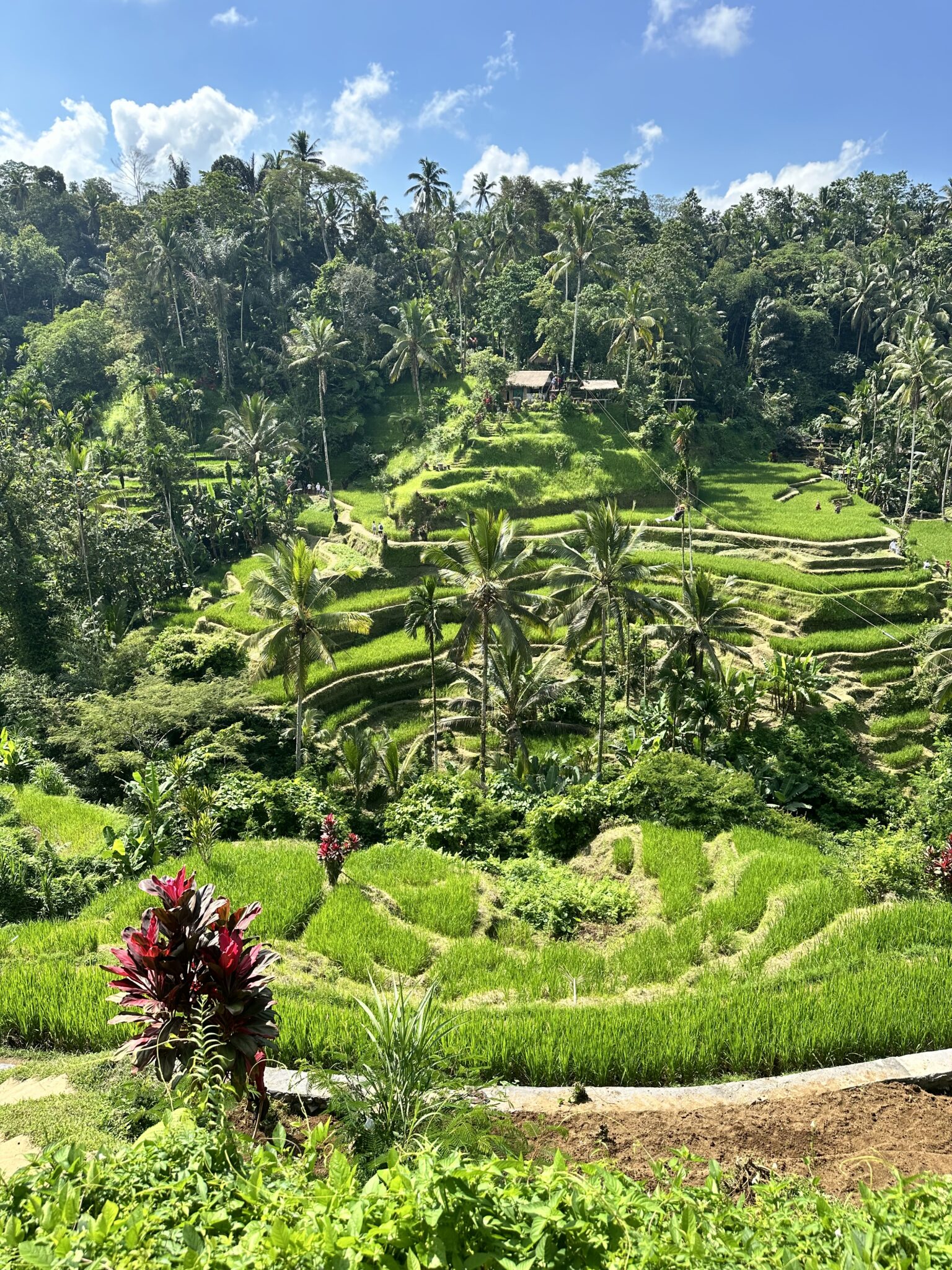 The majestic view over Tegallalang rice fields
