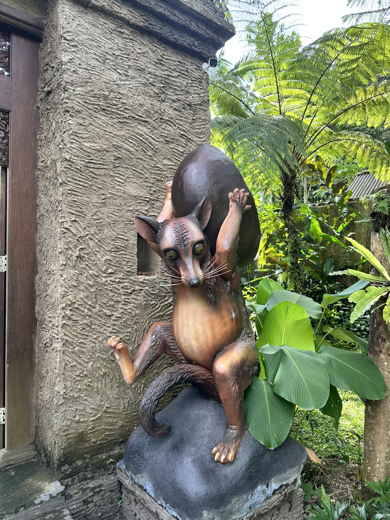 Luwak copi plantation