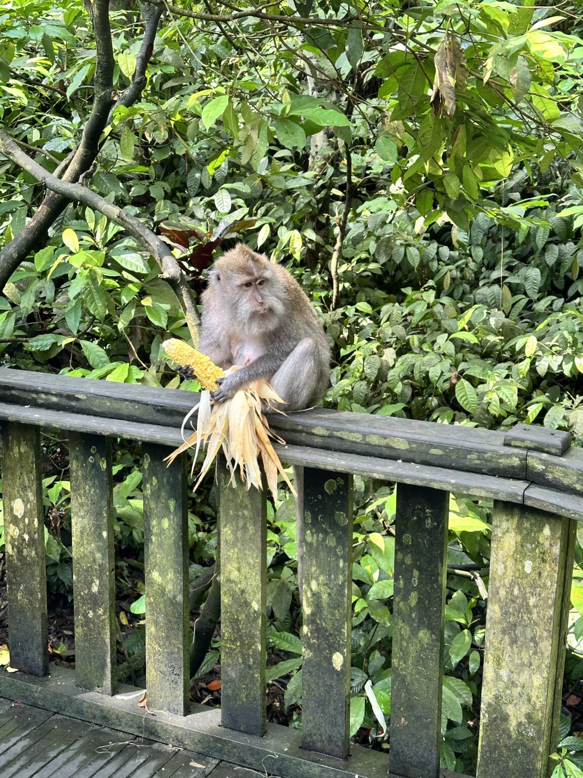 Monkey
