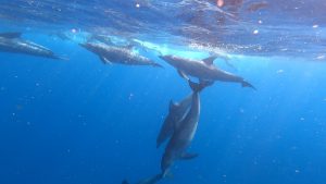dolphins swimming in the Indian Ocean near Zanzibar